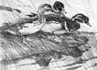 Wood Ducks - Original Art Etching
